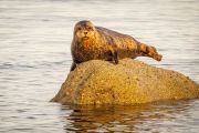 Harbour seal (Phoca vitulina)