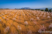 Amandel boomgaard - Almond orchard Amandel boomgaard - Almond orchard