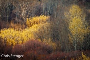 Bomen en struiken - Trees and shrubs Bomen en struiken - Trees and shrubs