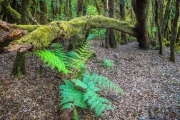 Laurier nevelwoud - Laurel cloud forest Laurier nevelwoud - Laurel cloud forest