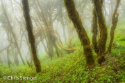 Laurier nevelwoud - Laurel cloud forest Laurier nevelwoud - Laurel cloud forest