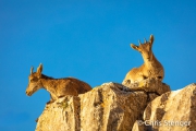 Spaanse Steenbok - Spanish Ibex - Capra pyrenaica Spaanse Steenbok - Spanish Ibex - Capra pyrenaica