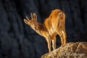 Spaanse Steenbok - Spanish Ibex - Capra pyrenaica