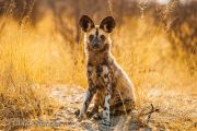 Curious African wild dog (Lycaon pictus)