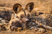African wild dog (Lycaon pictus)