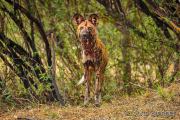 African wild dog (Lycaon pictus)