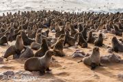 Cape Fur Seal Colony, Cape Cross Namibia