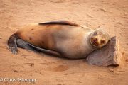 Kaapse Pelsrob; Cape Fur Seal; Arctocephalus pusillus