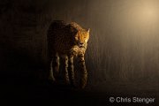 Cheetah  (Acinonyx jubatus) 