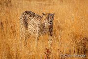 Cheetah in tall savanna grass, northern Namibia