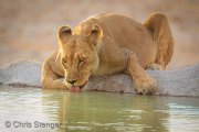 Lioness drinking from well, Etosha National Park, Namibia