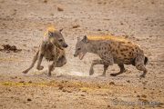 Fighting Hyenas