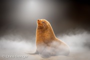 Cape fur seal (Arctocephalus pusillus)