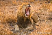 Yawning male Lion displaying its enormous canines