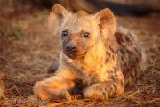 Cub of a Spotted hyena (Crocuta crocuta)