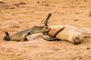 Cape Fur Seal (Arctocephalus pusillus) breastfeeding