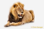 Male Lion