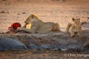 Lion family with prey