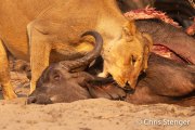 Lioness with prey