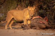Lioness with prey
