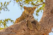 Leopard (Panthera pardus)