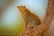 Leopard (Panthera pardus) 