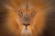 Portret van een Leeuw - Portrait of a Lion