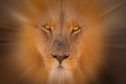 Abstract portrait of a Lion (Panthera leo)