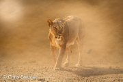 Lioness in sandstorm