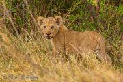 Lion cub, Moremi Game Reserve Botswana