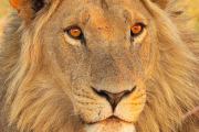 Portrait of a Lion (Pantera leo)