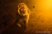 Adult male lion at sunrise