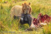 Lion with Buffalo carcass