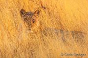 Lioness in tall savanna grass