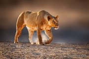 Lioness hunting