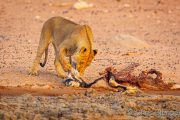  Lioness with prey