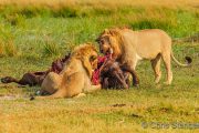 Male Lions with Buffalo carcass