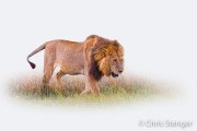 Volwassen mannetjes Leeuw - Adult male Lion