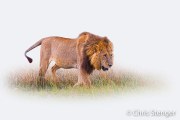 Adult male Lion (Panthera leo)