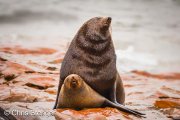 Cape Fur Seals (Arctocephalus pusillus) mating
