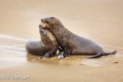 Cape Fur Seals playing 