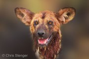 Portrait of an African wild dog (Lycaon pictus)