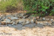 Large pride of Lions sleeping, Chobe National Park Botswana