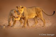 Two lions playing