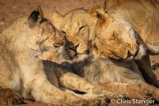 Caressing lions, etosha National Park Namibia