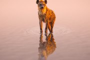 Spotted Hyena (Crocuta crocuta) at a waterhole, Etosha National Park Namibia
