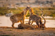 Spotted Hyena (Crocuta crocuta)