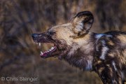 African Wild Dog (Lycaon pictus)