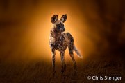 African wild dog (Lycaon pictus)