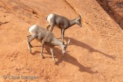 Bighorn Sheep, Nevada